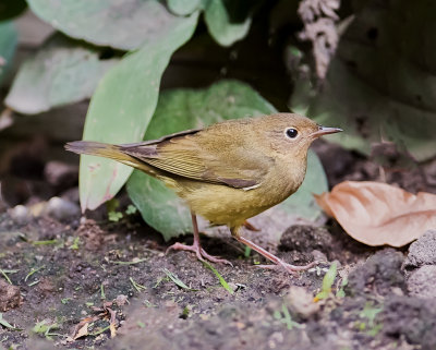 Connecticut Warbler