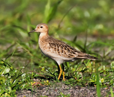 Buff-breasted Sandpiper