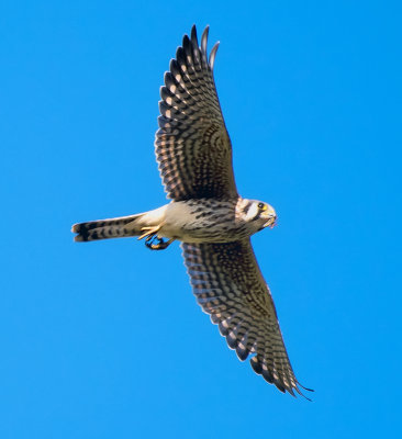 AMERICAN Kestrel (Falcon)
