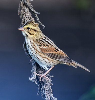 Savannah Sparrow