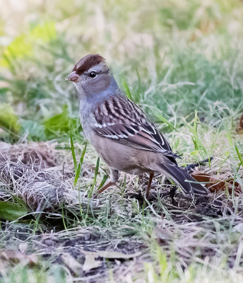 White-crowned Sparrow