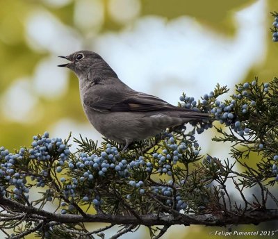 Townsend's solitaire