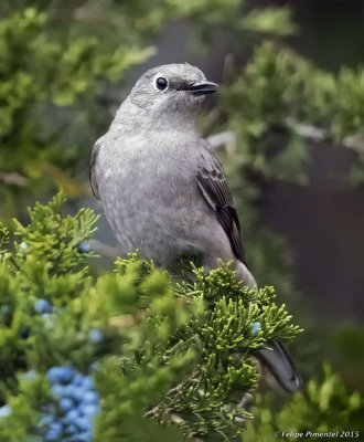 Townsend's solitaire