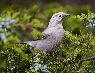 Townsend's solitaire