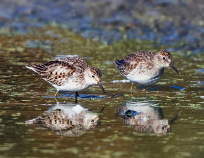 Least Sandpipers