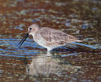 Dunlin