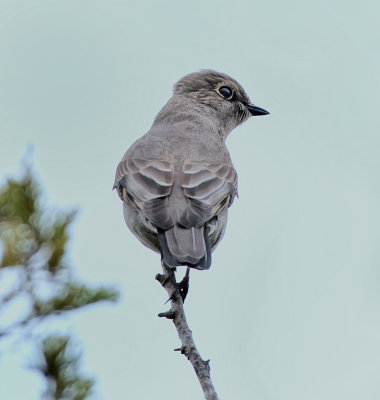 Townsend's solitaire
