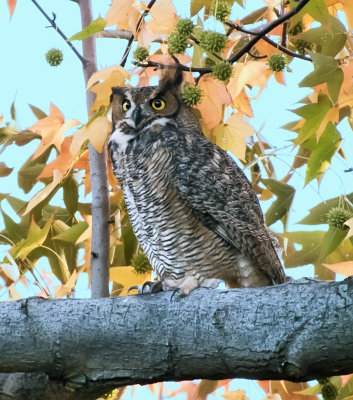 Great Horned Owl