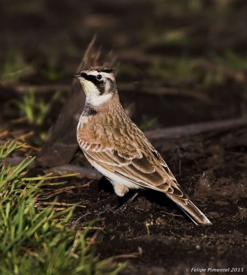 Horned Lark