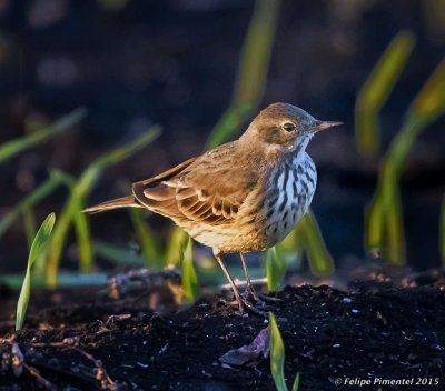 American Pipit