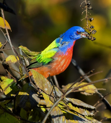 Painted Bunting (male)