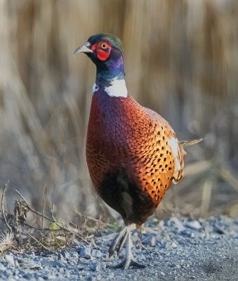 Ring-necked Pheasant