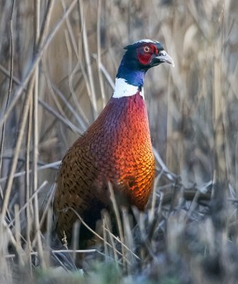 Ring-necked Pheasant