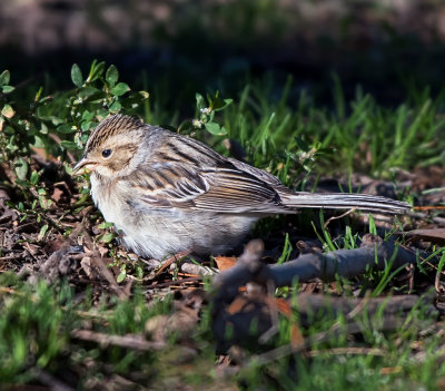 Clay-colored Sparrow