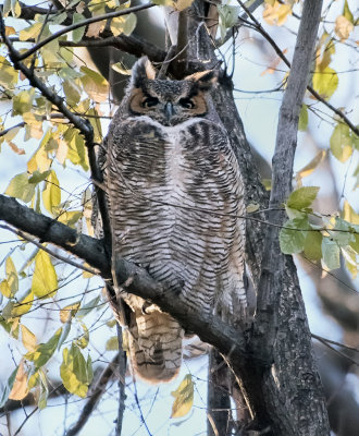 Great Horned Owl