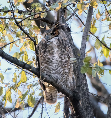 Great Horned Owl