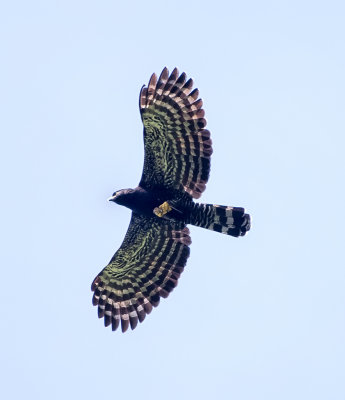 Common Black Hawk