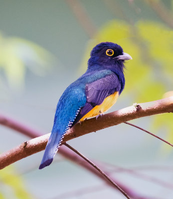 Violaceous Trogon