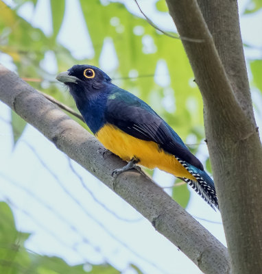 Violaceous Trogon