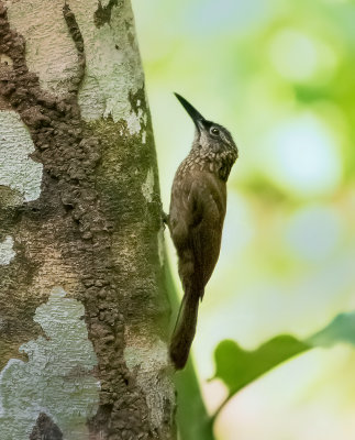 Cocoa Woodcreeper