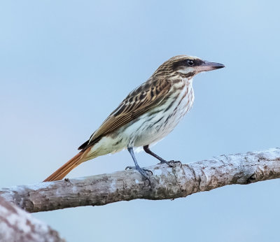  Streaked Flycatcher