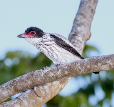 Black-tailed Tityra