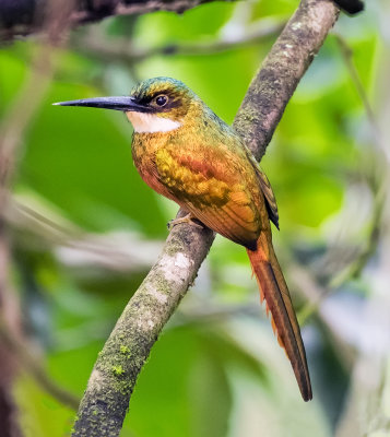 Rufous-tailed Jacamar (male)