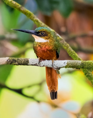 Rufous-tailed Jacamar (male)