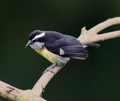 Bananaquit