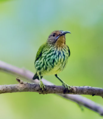 Purple Honeycreeper (female)
