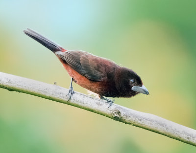 Silver-beaked Tanager (female)