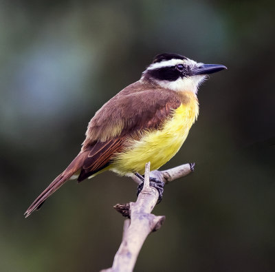 Great Kiskadee
