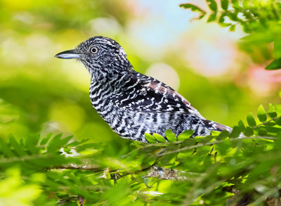 Barred Antshrike (Thamnophilus doliatus)