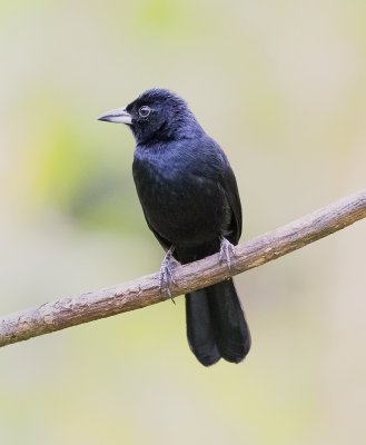 White-lined Tanager (male)