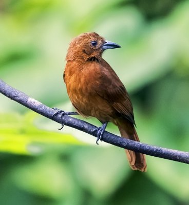 White-lined Tanager (female)