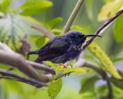 Purple Honeycreeper (juvenile)