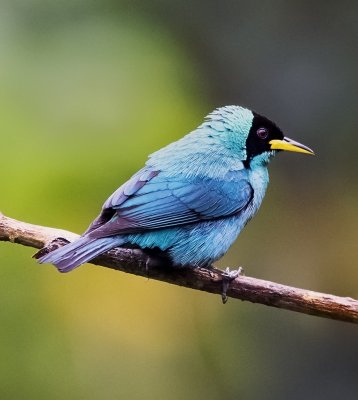 Green Honeycreeper (juvenile male)