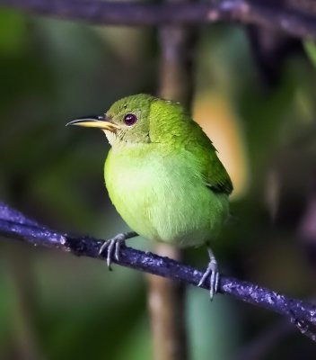 Green Honeycreeper