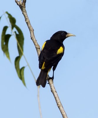 Yellow-rumped Cacique