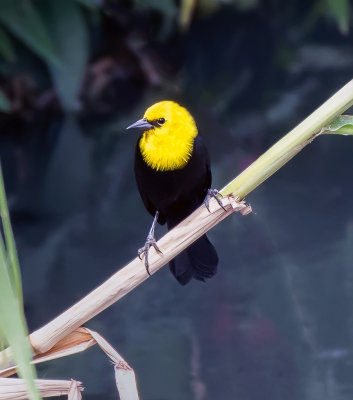 Yellow-hooded Blackbird