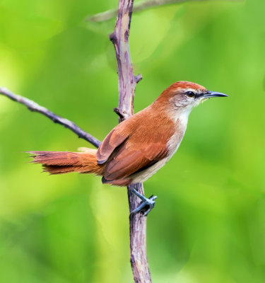 House Wren