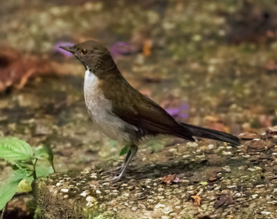 White-necked Thrush