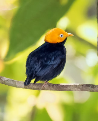 Golden-headed Manakin