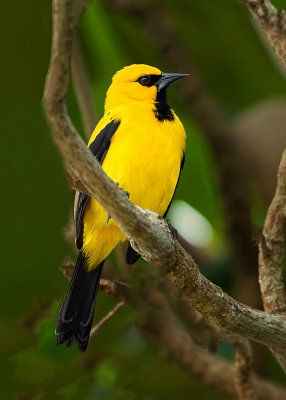Yellow Oriole 