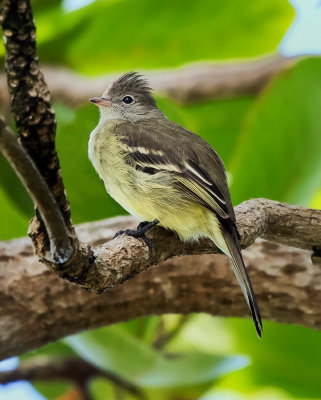 Yellow-bellied Elaenia