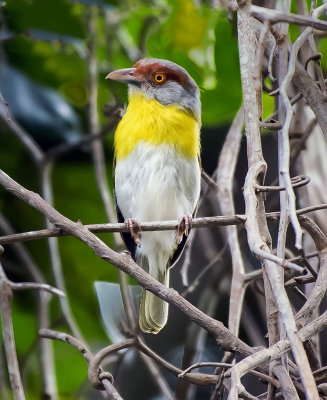 Rufous-browed Peppershrike