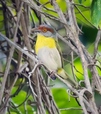 Rufous-browed Peppershrike