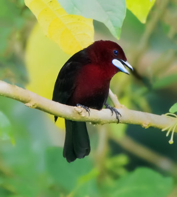 Silver-beaked Tanager (male)