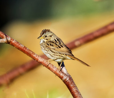 Lincoln's Sparrow