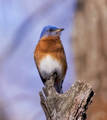 Eastern Bluebird